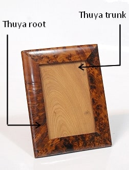 Thuya